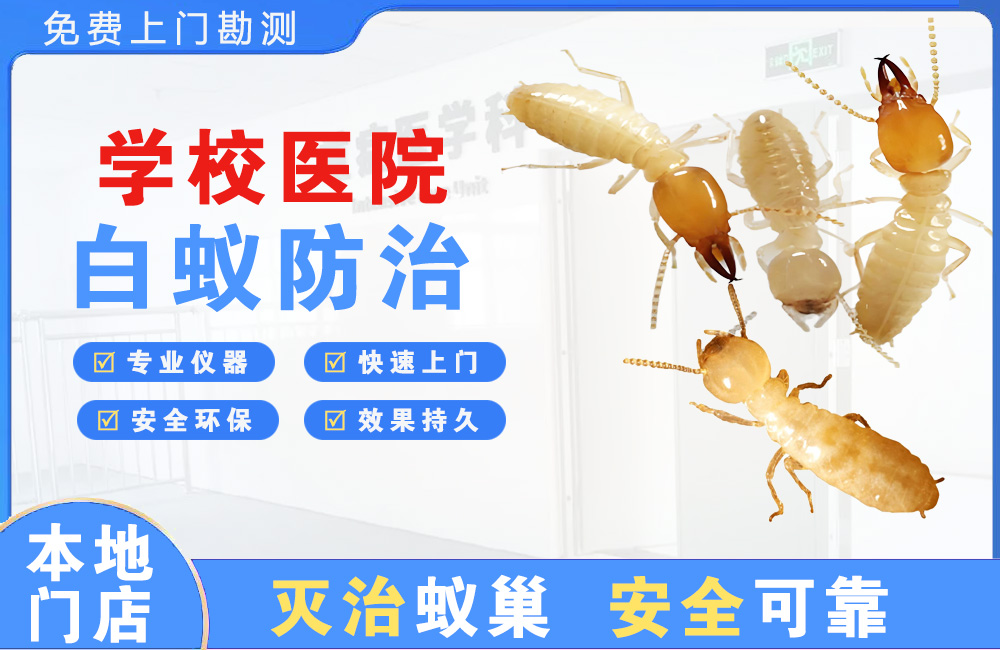 宁德学校医院白蚁防治